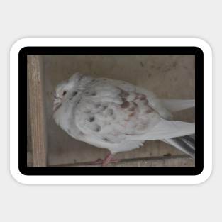 Pigeon Sticker